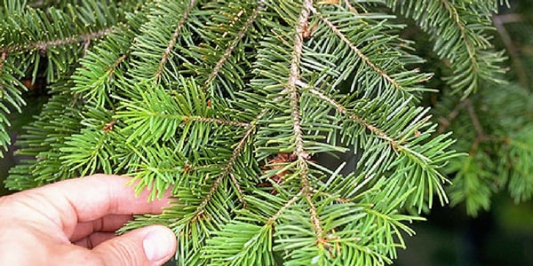 douglas fir best smelling Christmas tree