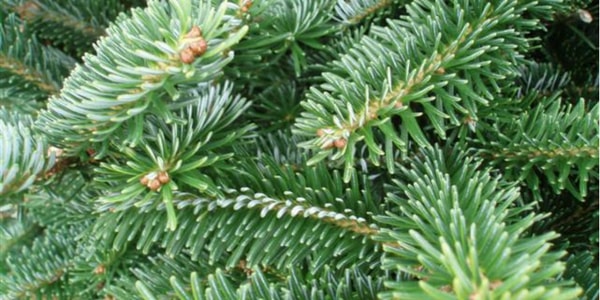 Fraser Fir | Best Smelling Christmas Tree