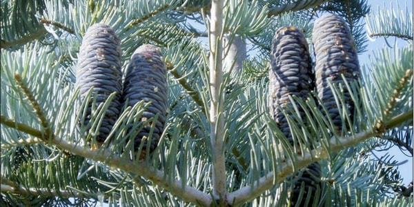 White Fir | Best Smelling Christmas Tree